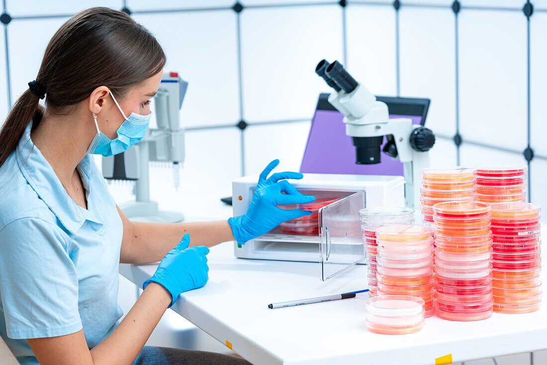 Scientist removing petri dish from incubator