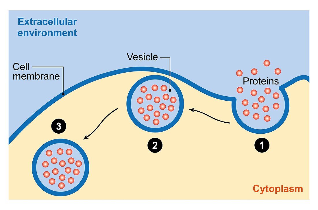 Endocytosis, illustration