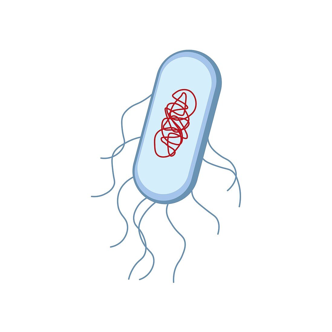 Escherichia coli bacterium, illustration