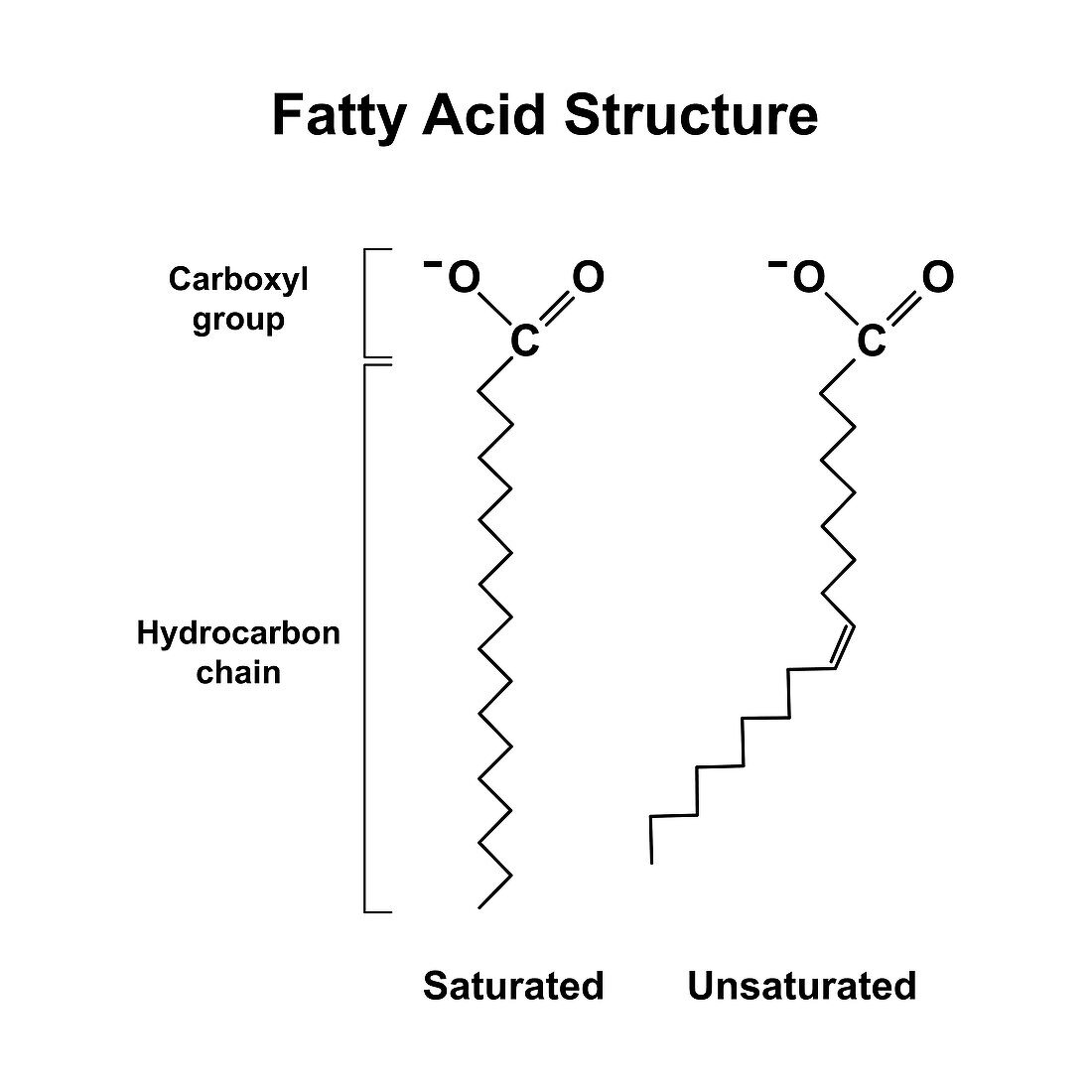 Fatty acids, illustration