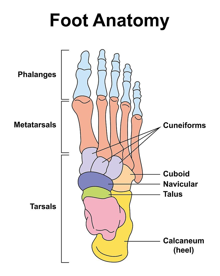 Foot bones, illustration