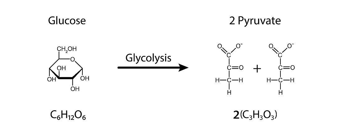 Glycolysis, illustration