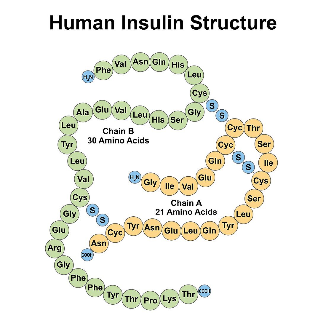 Human insulin structure, illustration