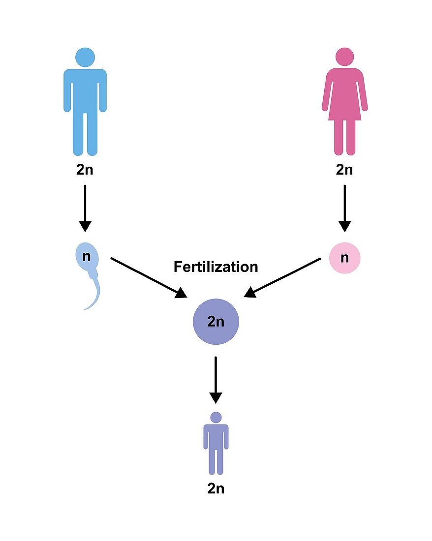 Human reproduction, illustration