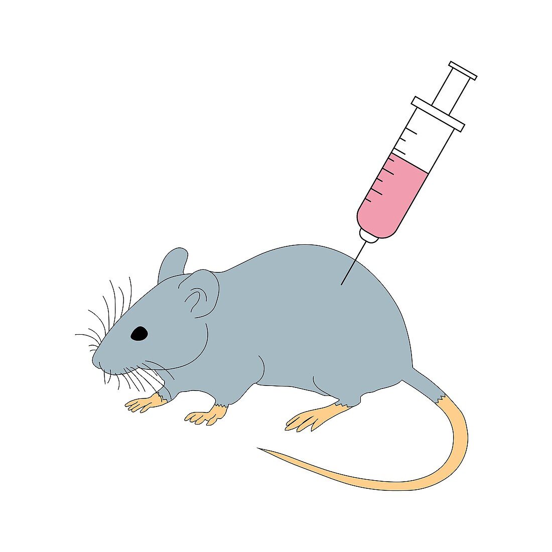 Laboratory mouse, illustration