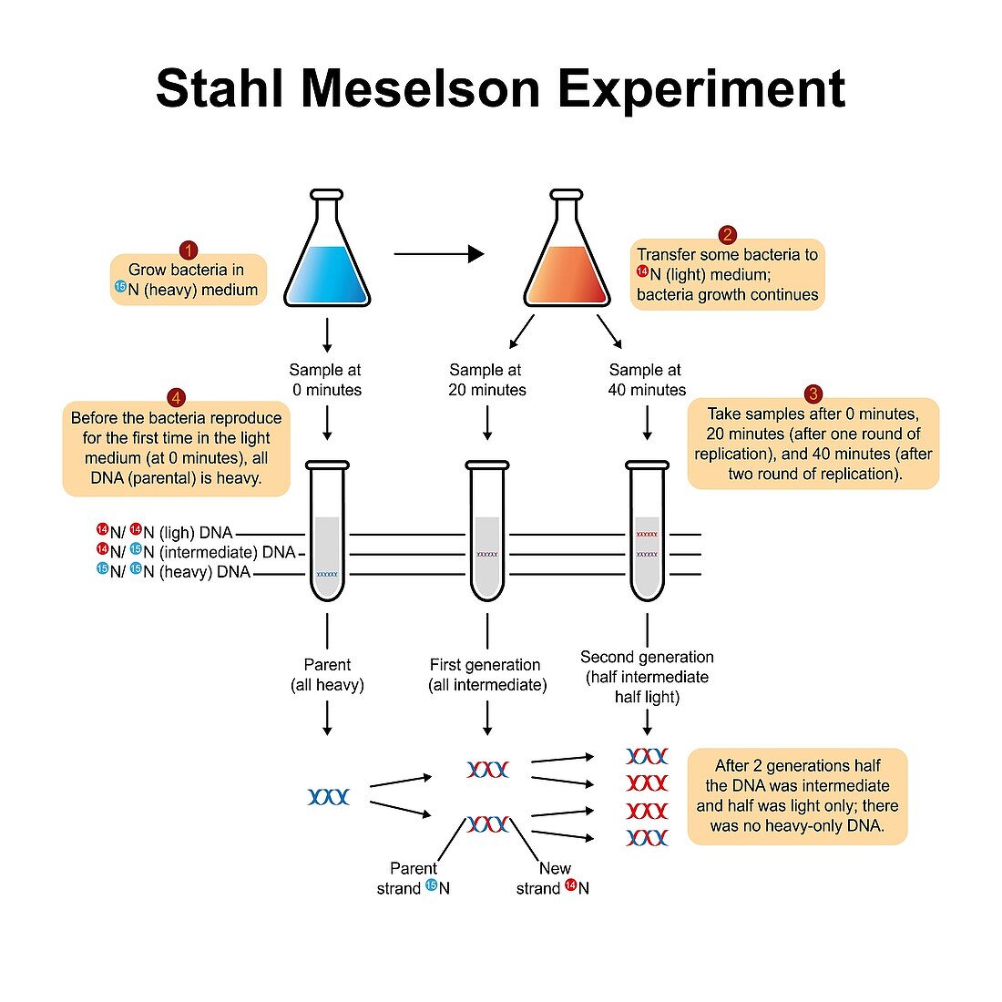 Meselson–Stahl experiment, illustration