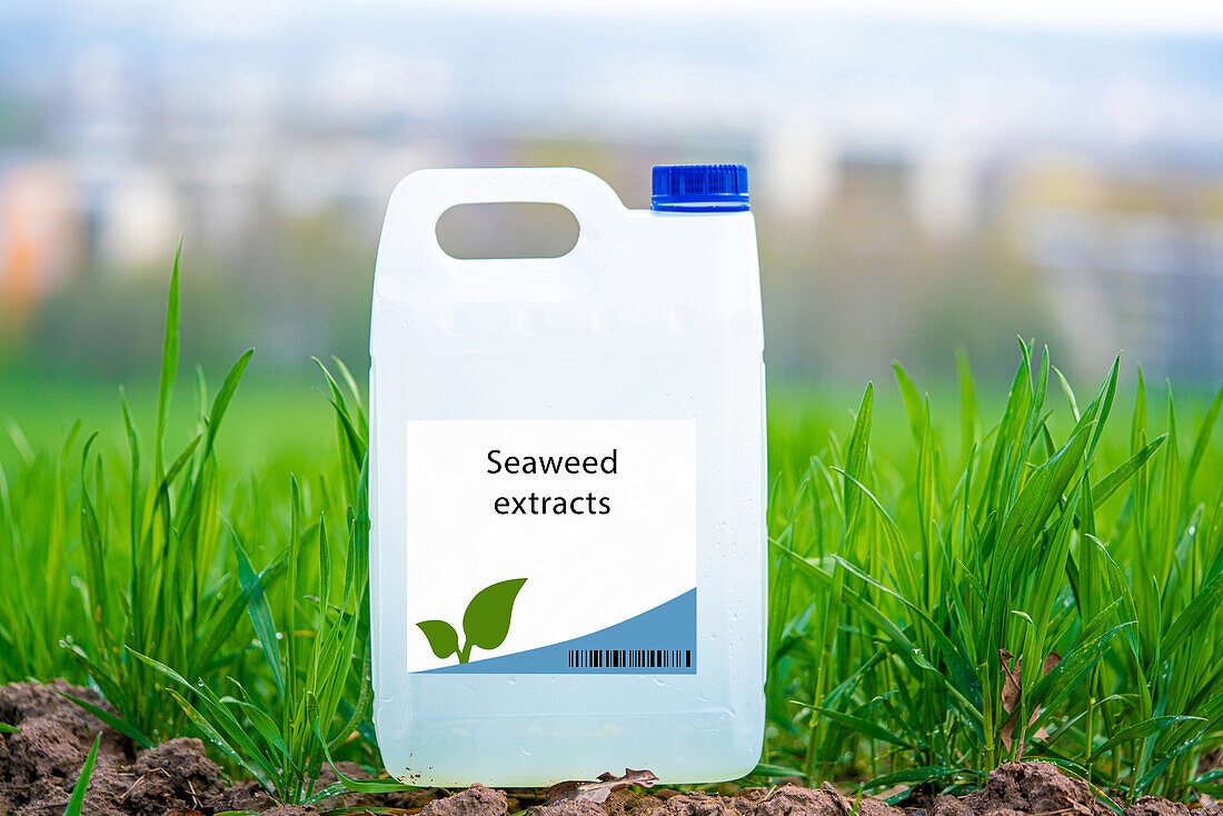 Container of seaweed extracts