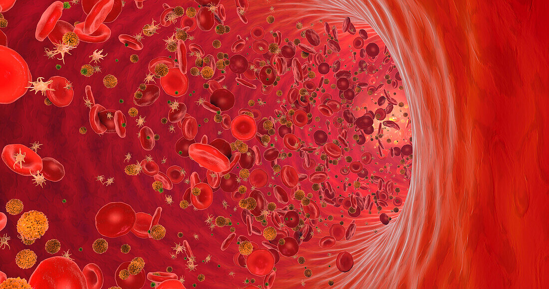 Blood circulating through blood vessel, illustration