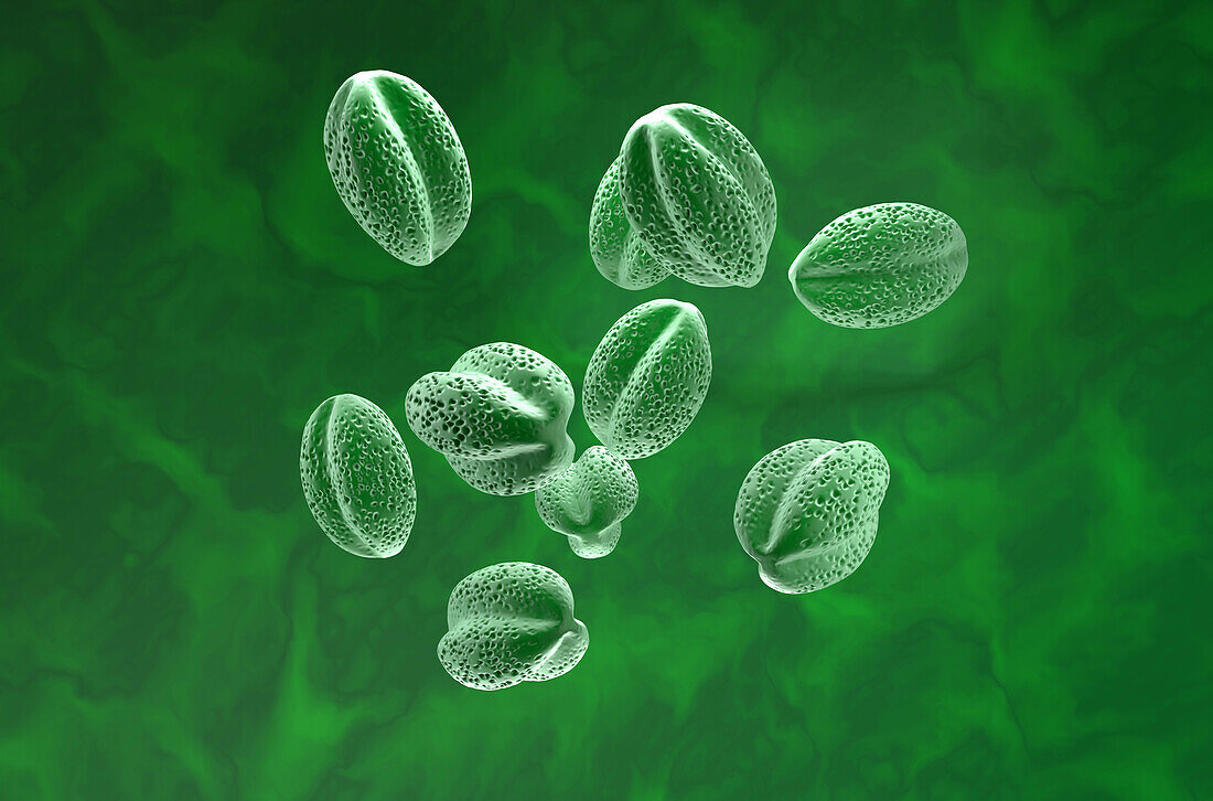 Rapeseed pollen grains, illustration