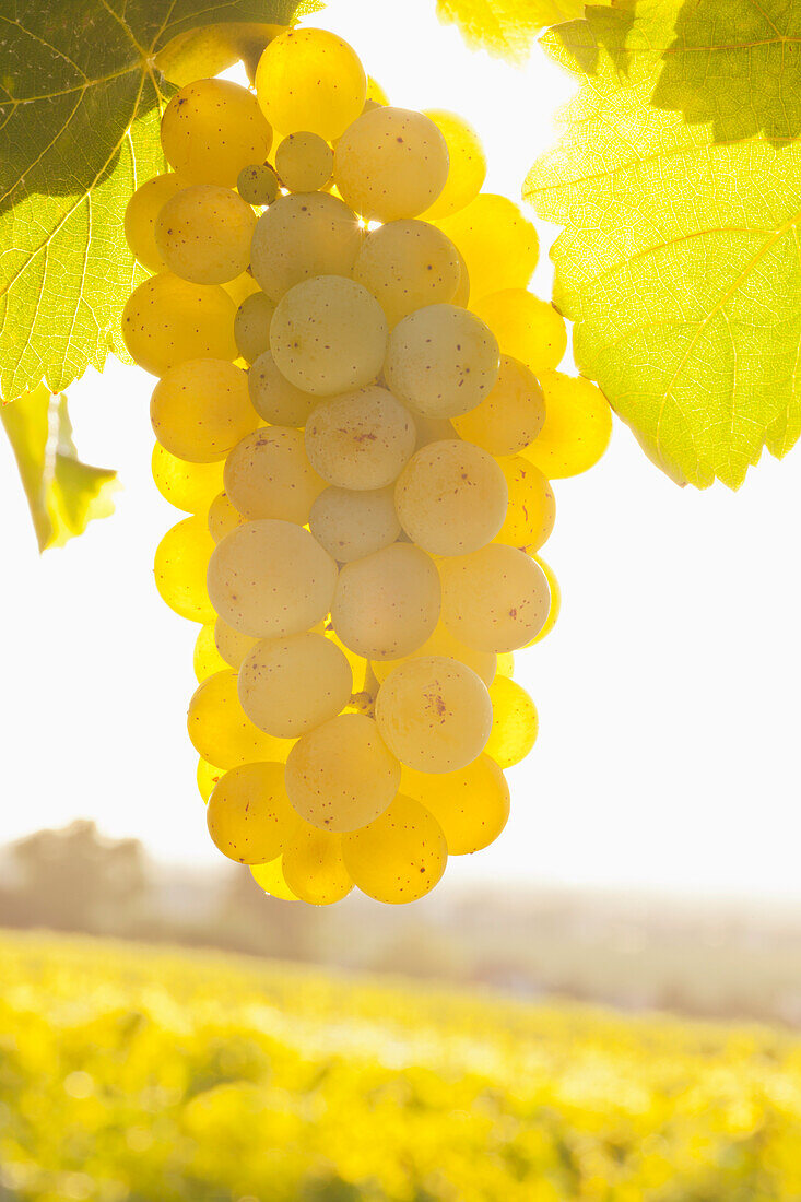 White wine grapes on the vine