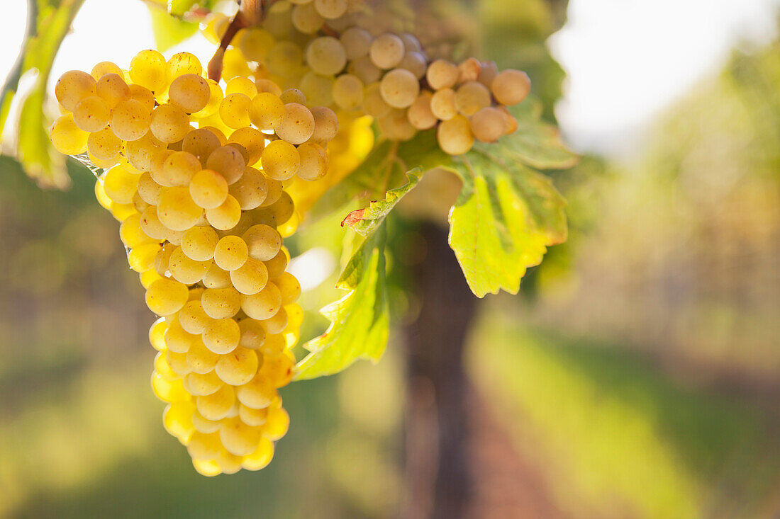 White grapes on the vine