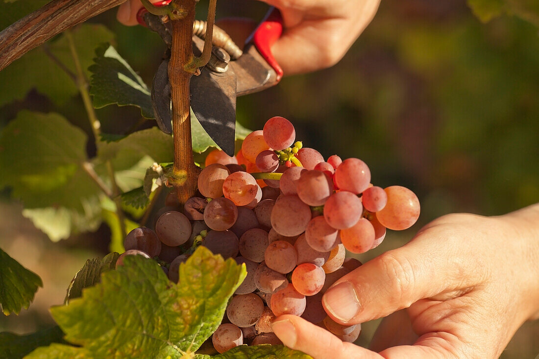 Weinlese von Rotweintrauben im Weinberg