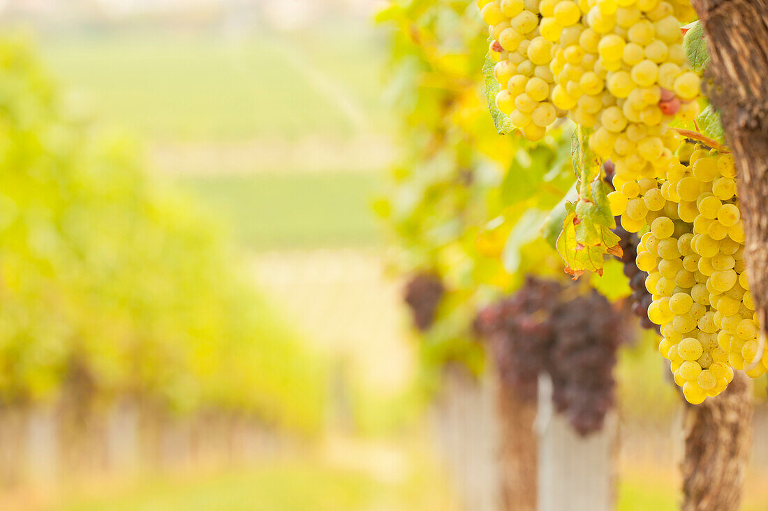 Vineyard with white wine grapes and blurred red wine grapes in the background