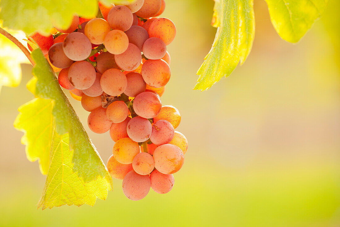 Grapes on the vine against the light