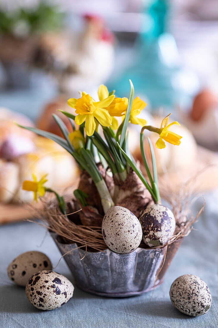 Backförmchen mit Narzissen (Narcissus) und Eiern auf gedecktem Tisch