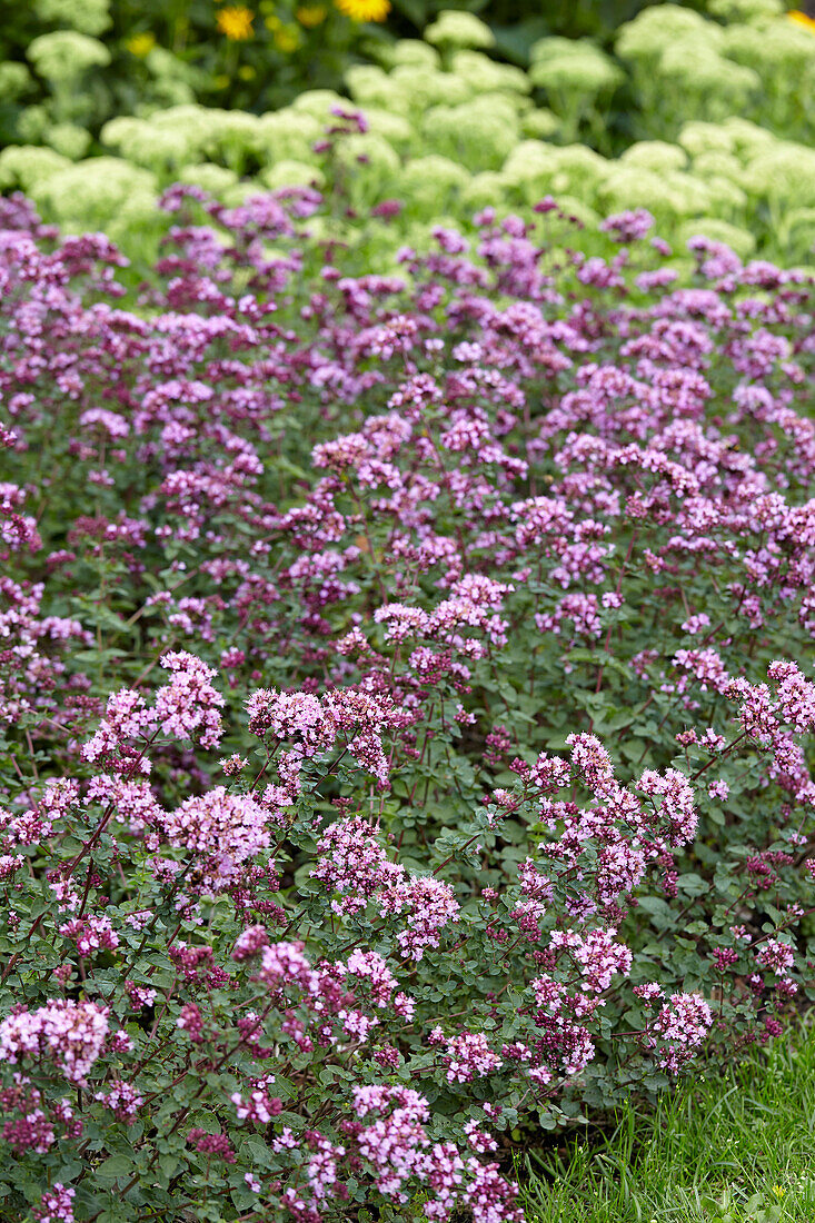 Origanum 'Rose Dome' (Oregano)