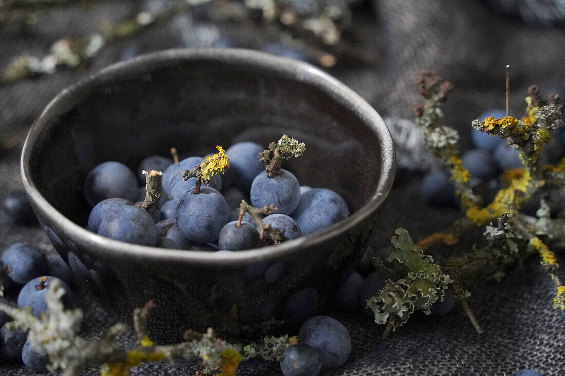 Fresh sloe berries