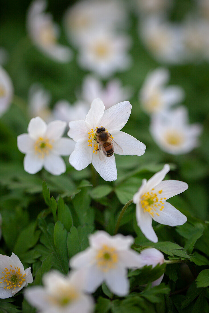 Buschwindröschen (Anemone nemorosa) mit Biene im Frühling