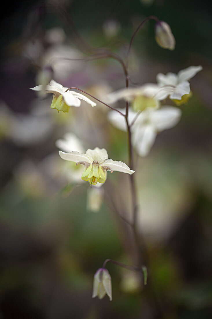 Fairy flower (Epimedium × versicolor 'Sulphureum') in a natural setting