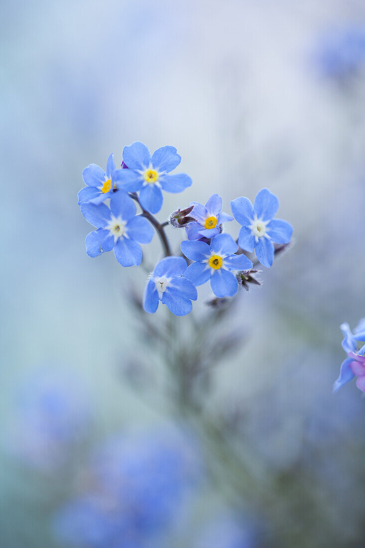 Vergissmeinnicht (Myosotis alpestris) in Nahaufnahme