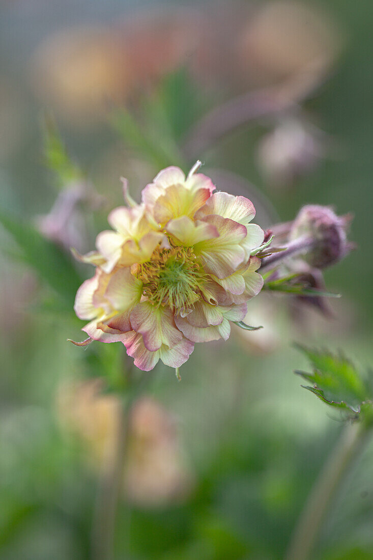 Close-up of a flower of the clovewort 'Petticoats Peach' (Geum)