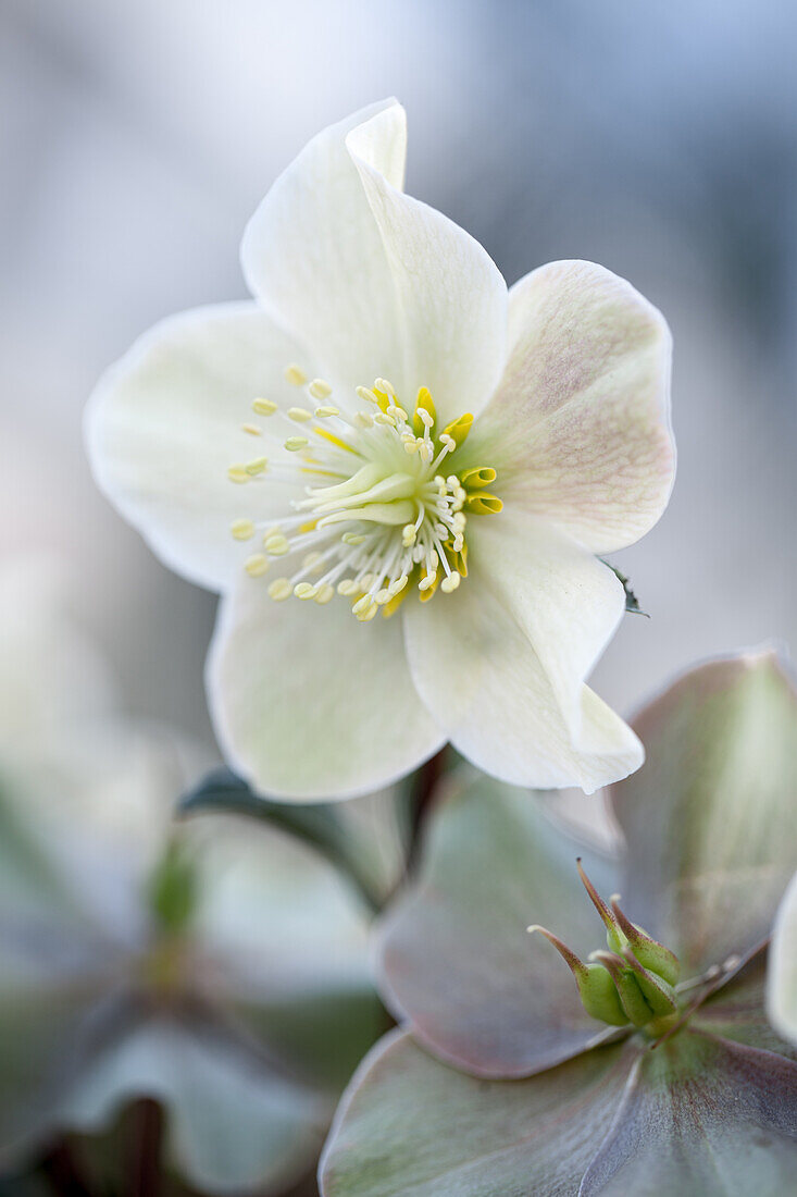 Christrose 'Cinnamon Snow' (Helleborus x ballardiae) - Nahaufnahme