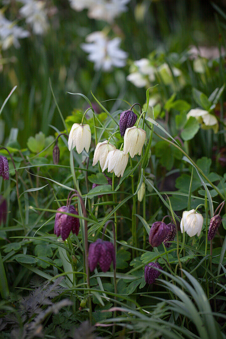 Checkerboard flowers (Fritillaria meleagris) and alba variety in the garden