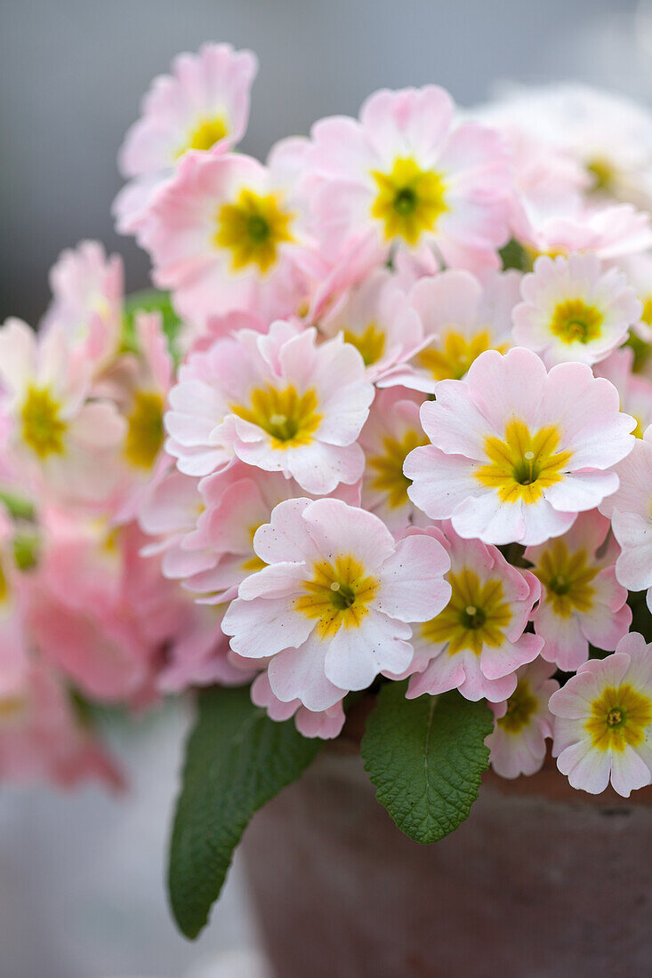 Primroses 'Appleblossom' (Primula japonica) in pale pink colours