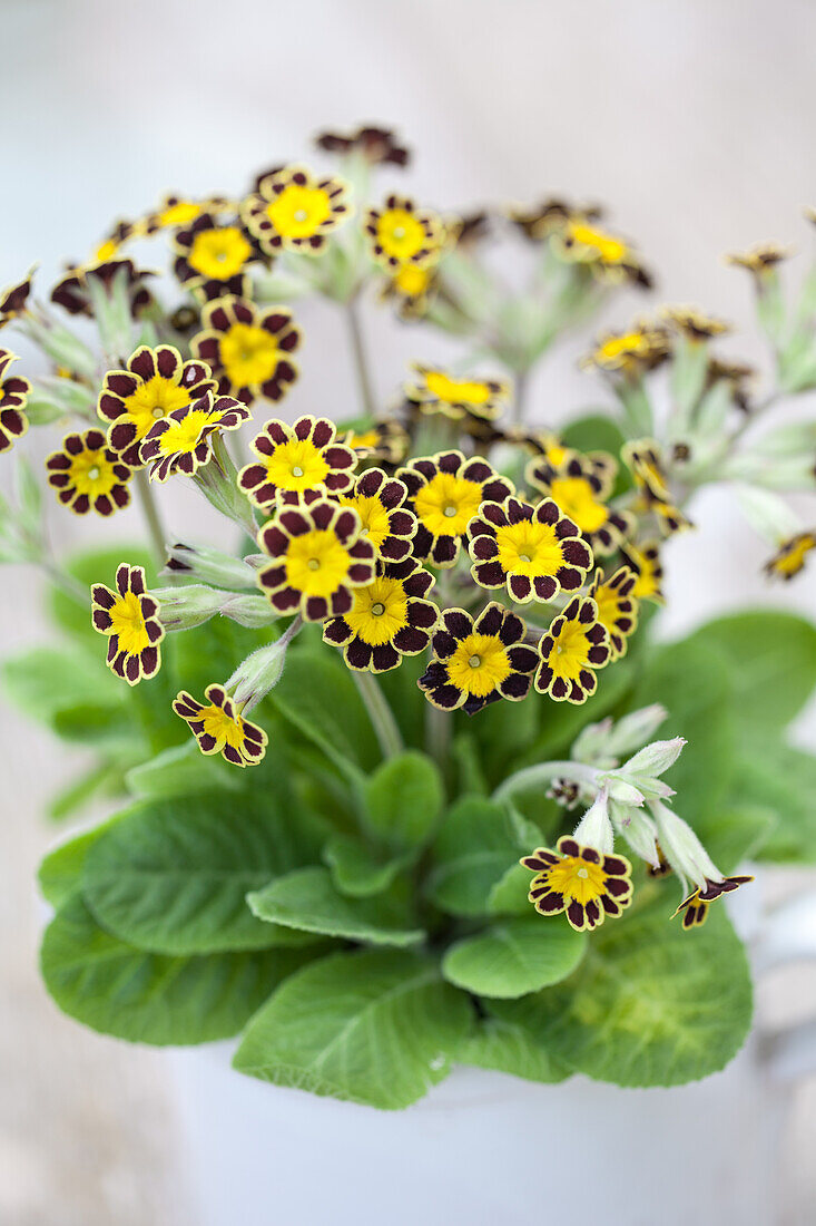 Primel 'Gold Lace' (Primula elatior) in Nahaufnahme