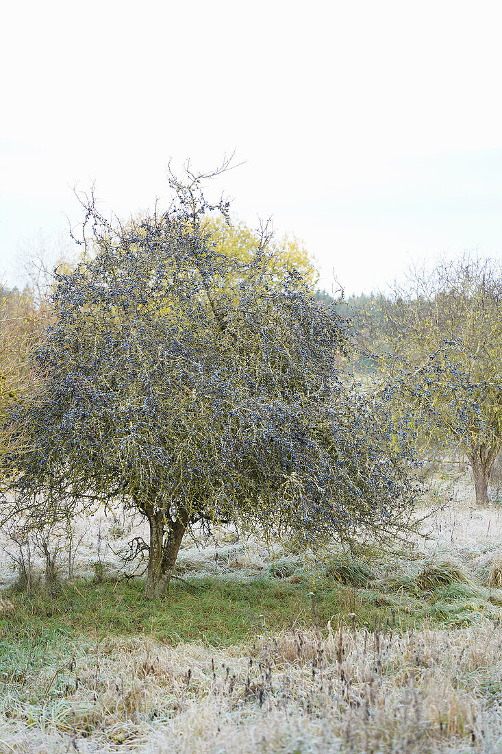 Schlehenbaum (Prunus Spinosa) im herbstlichen Garten