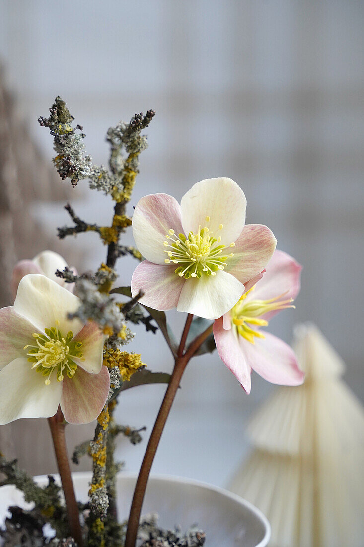 Christrose (Helleborus) in weißem Übertopf