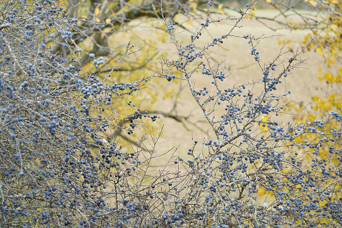 Blackthorn (Prunus spinosa) with ripe fruit in autumn