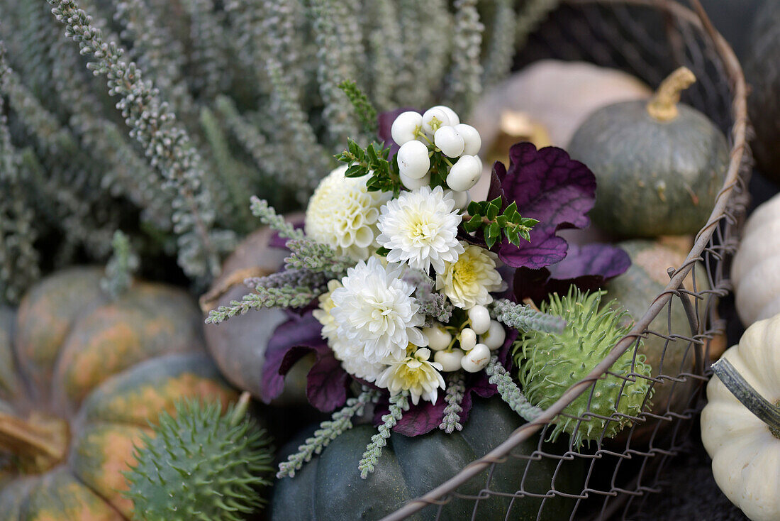 Autumn bouquet with chrysanthemums (Chrysanthemum), (Dahlia), snowberry (Symphoricarpos albus) and heather on pumpkins and chestnuts