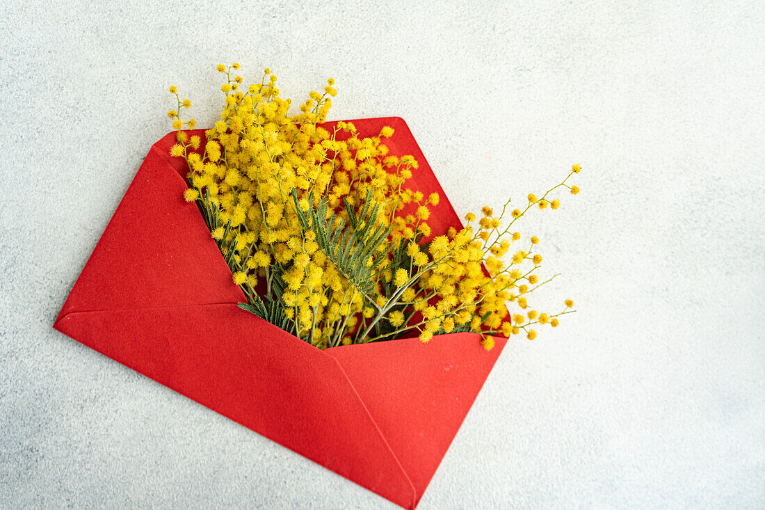 Gelbe Mimosen (Acacia dealbata) im roten Umschlag