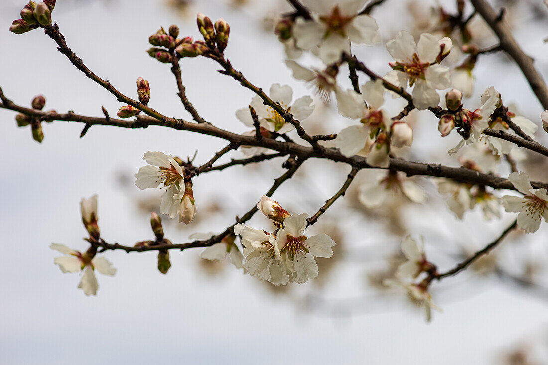 Flowering almond tree (Prunus dulcis) in spring