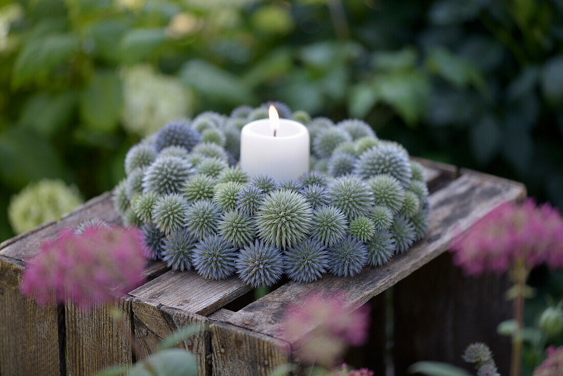 Candle with a wreath of thistles (Echinops), attached to a foam ring