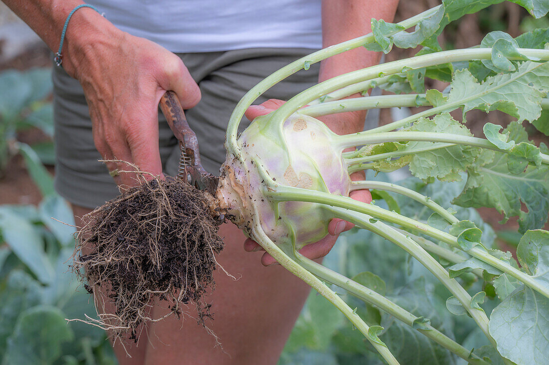 Woman harvests kohlrabi and cuts off the root