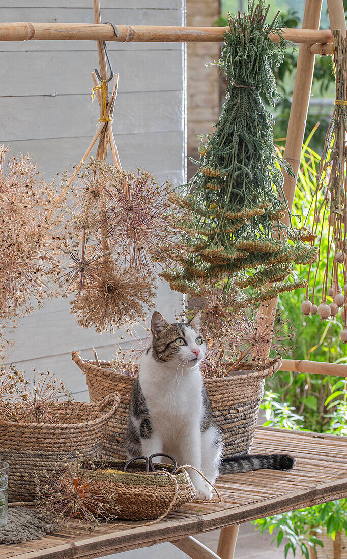 Flowers of yarrow (Achillea), ornamental allium (Allium) and poppy seed capsules hung up to dry and cat