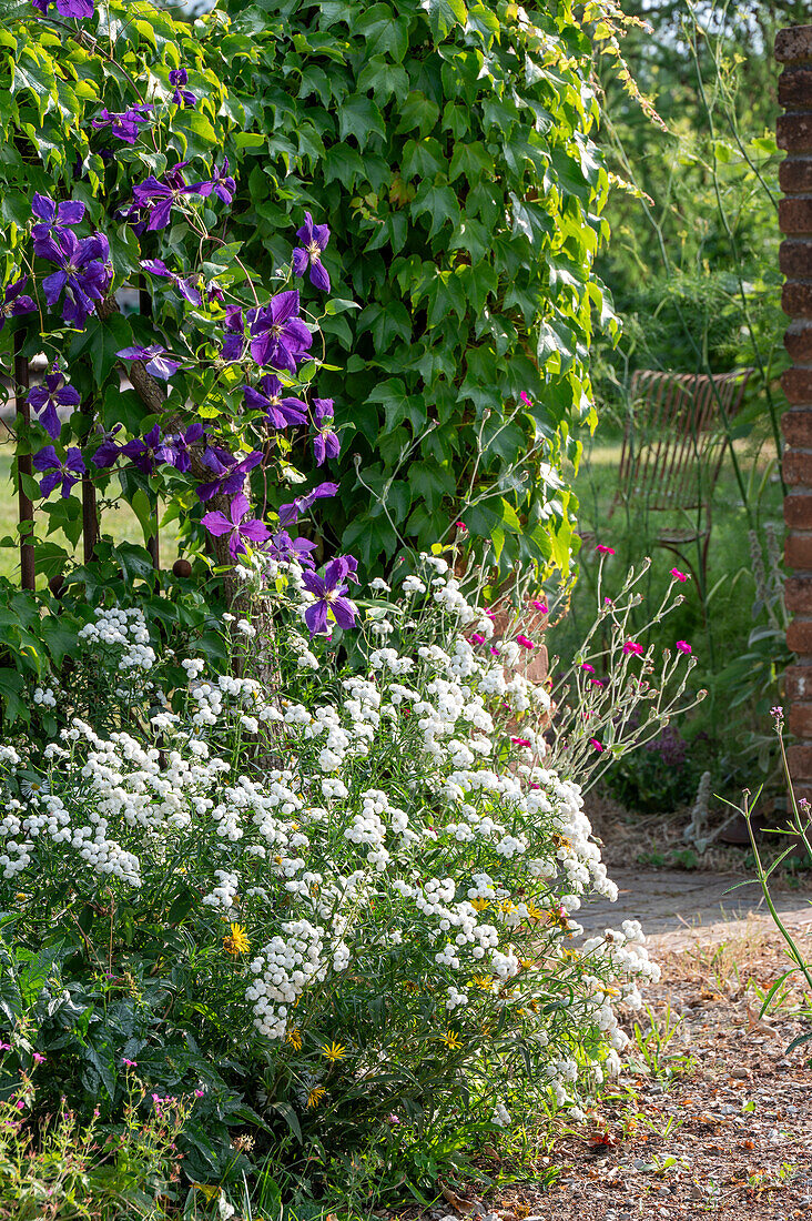 Gartenmauer und Zaun mit Waldrebe (Clematis), Kronen-Lichtnelke, Gefüllte Bertramsgarbe (Achillea Ptarmica) und hängende Jungfernrebe