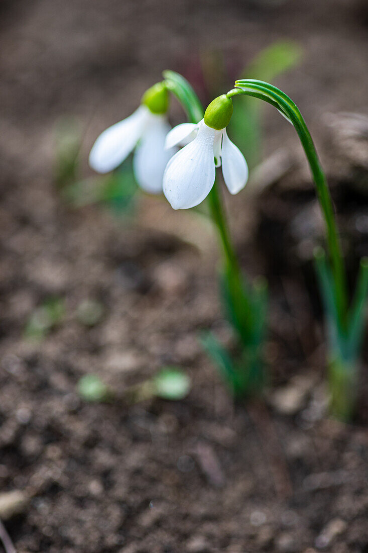 Snowdrops (Galanthus) on the forest floor in spring