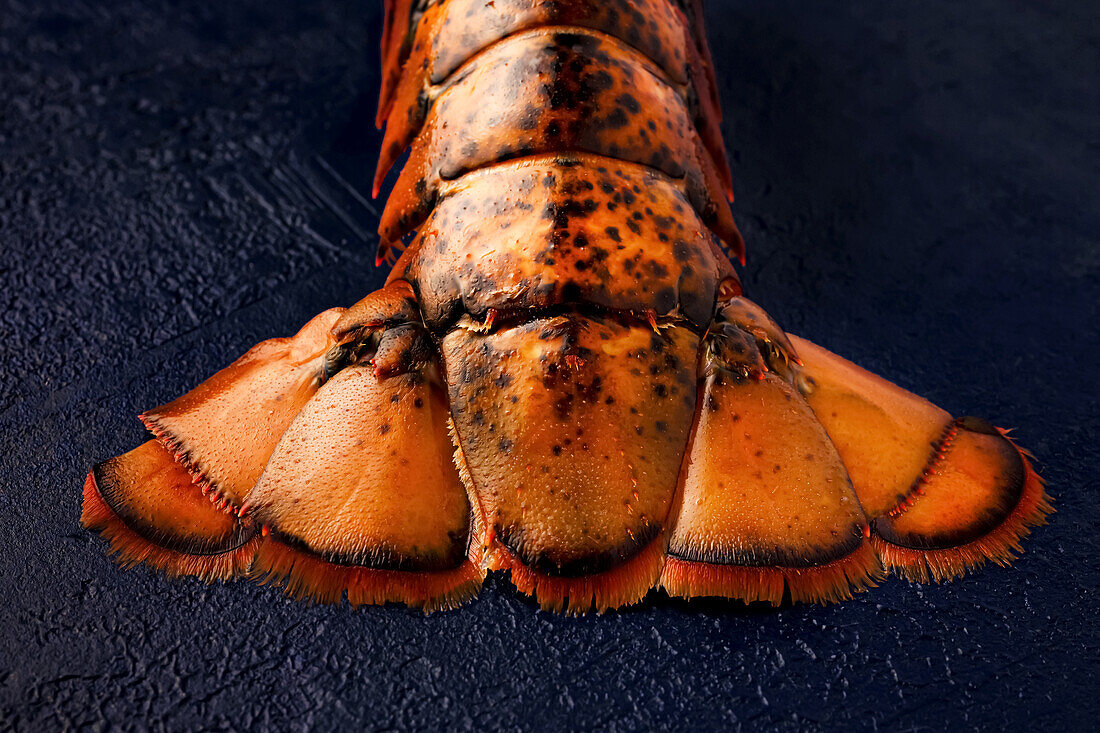 Lobster tail on blue background - seafood, fresh, ingredient