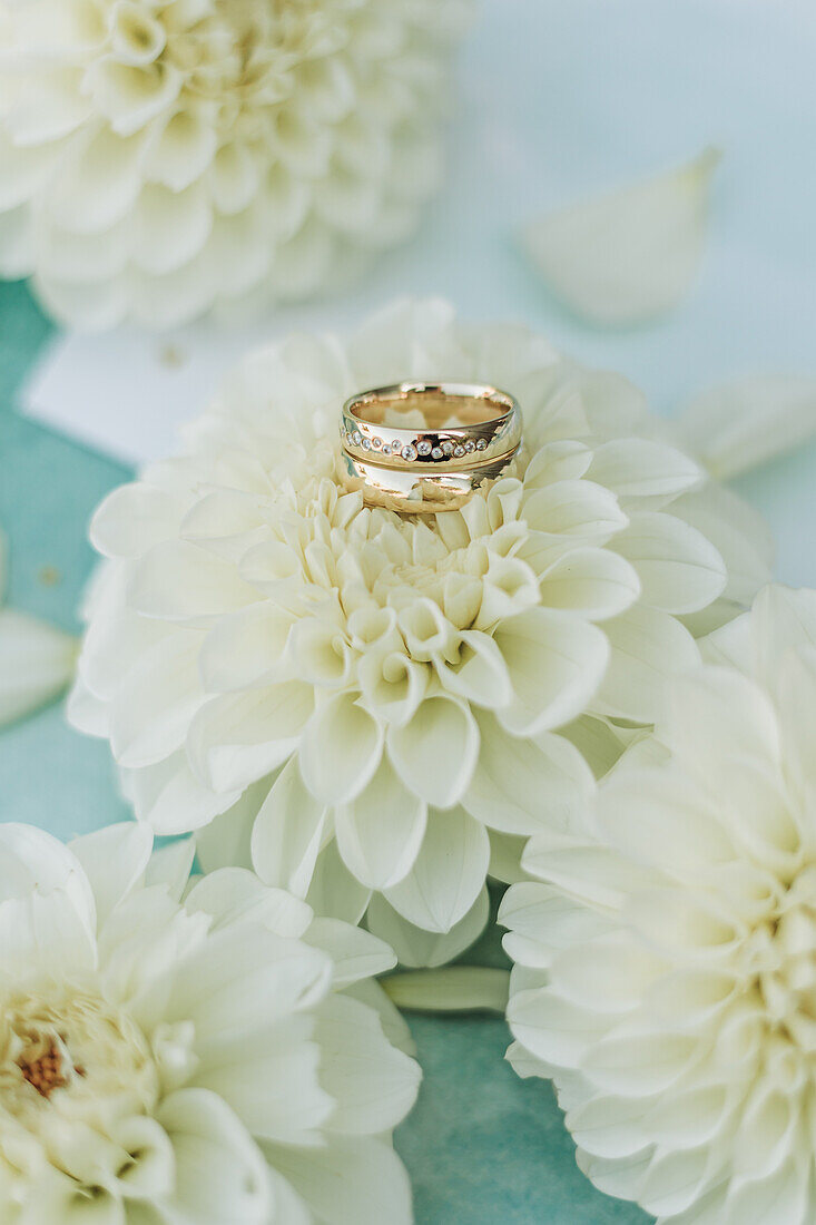 White dahlia flowers with wedding rings on a pastel blue background