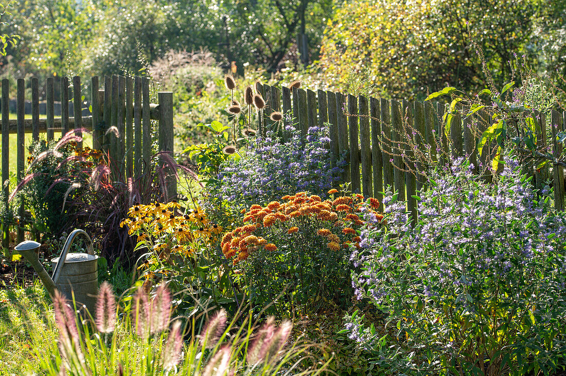 Sommerlicher Garten mit Lampenputzergras, Bartblume Caryopteris), Sonnenhut (Rudbeckia), Chrysanthemen (Chrysanthemum) im Beet