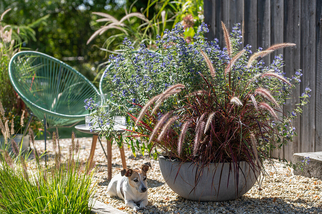 Gravel terrace with red feather bristle grass 'Rubrum' and bearded flower (Caryopteris) in pot next to dog