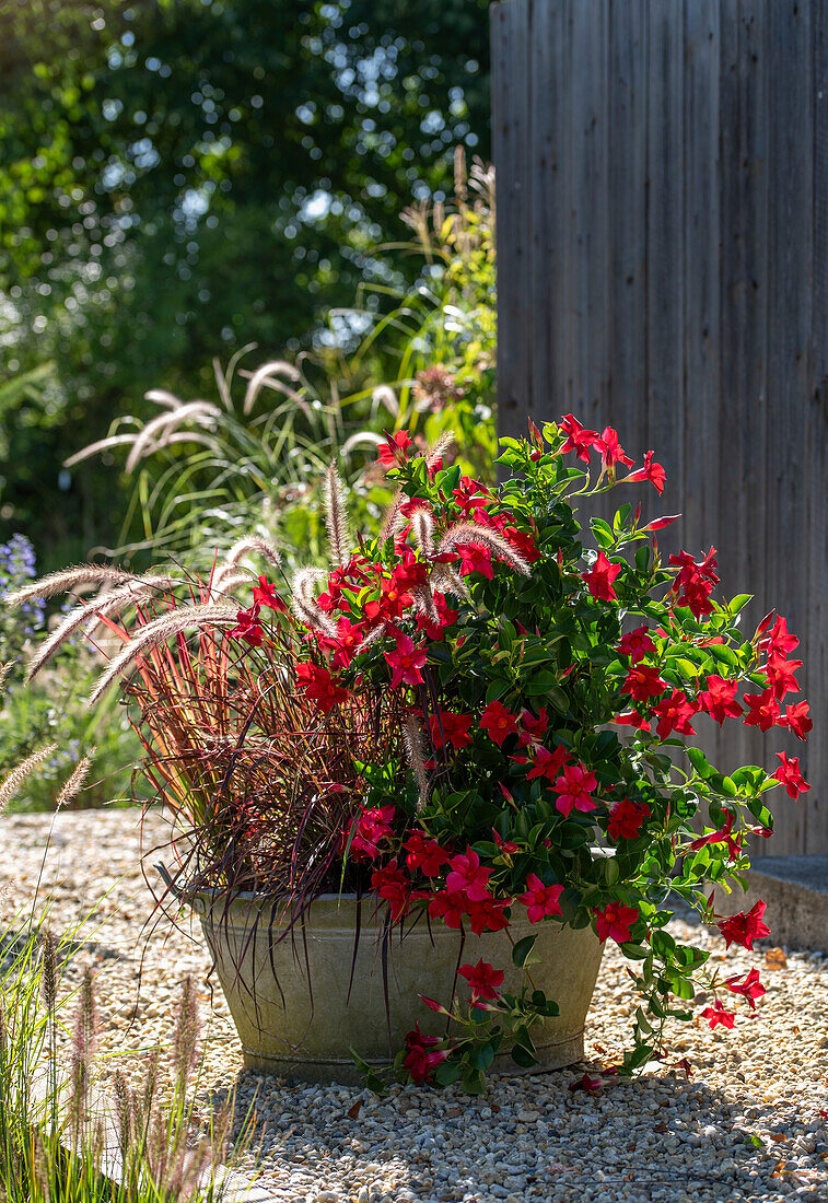 Diplandenia (Mandevilla), rotes Federborstengras 'Rubrum' und japanisches Blutgras 'Red Baron' in Zinkwanne auf Kiesterrasse mit Hund