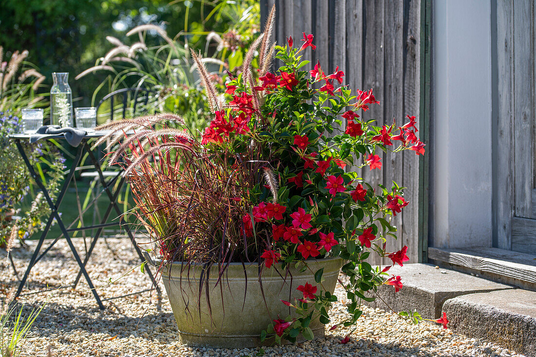 Diplandenia (Mandevilla), red feather bristle grass 'Rubrum' and Japanese blood grass 'Red Baron' in zinc tub on gravel terrace with dog