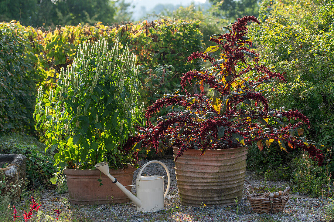 Amarant (Amaranthus) und Duftnessel (Agastache foeniculum) im Topf auf Kiesterrasse