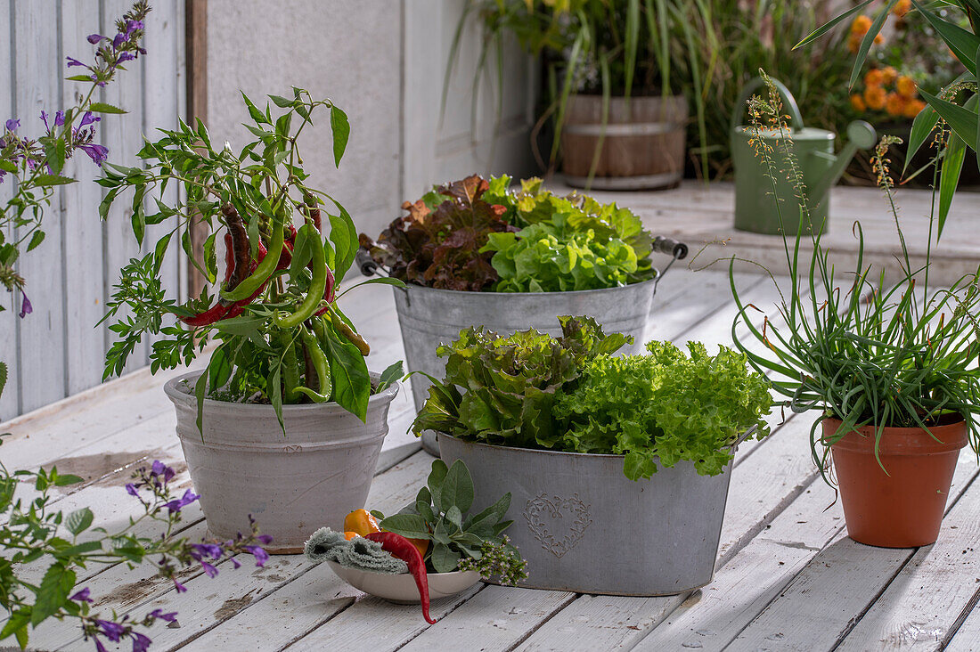 Plant with chili peppers (Capsicum Annuum), lettuce in a tub, bulbine in a pot on the patio