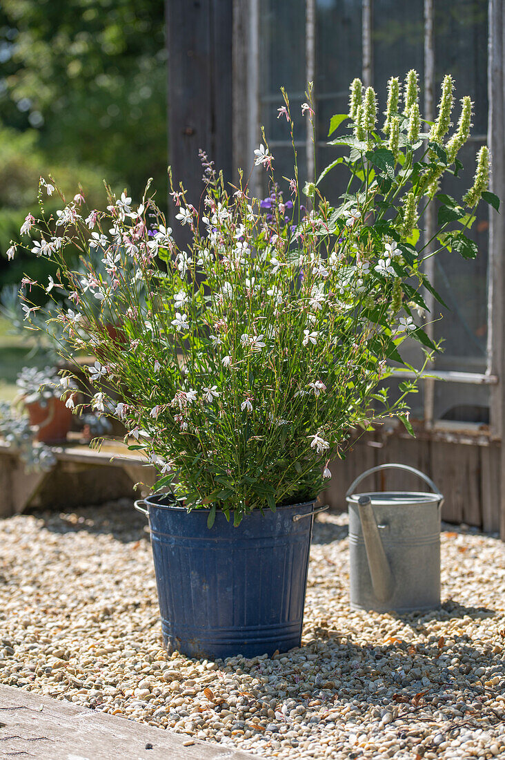 Gaura (Gaura Lindheimeri) und Duftnessel im Topf auf sommerlicher Kiesterrasse