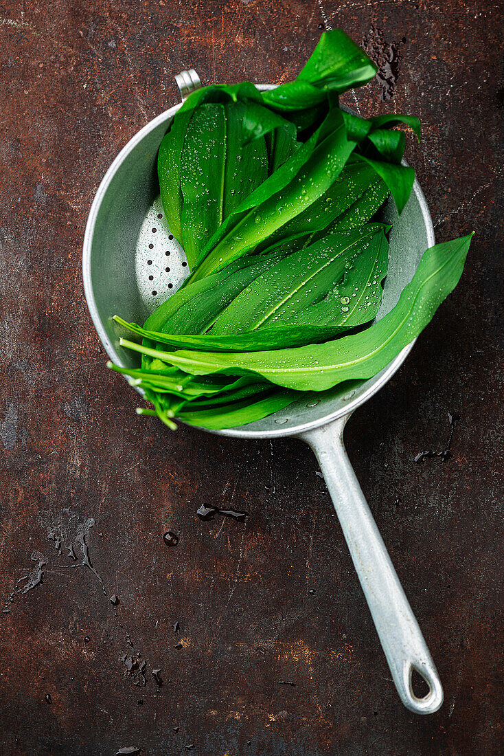 Fresh wild garlic in a metal sieve